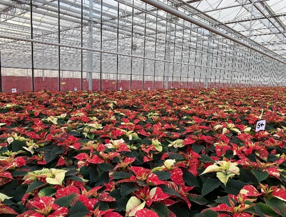 a large group of red and yellow flowers in a large greenhouse